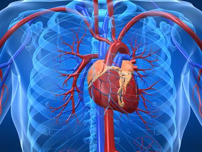 Kalp ve Damar Sistemi